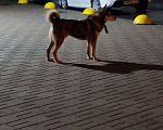 Собаки в Санкт-Петербурге: Найден пёс Мальчик, Бесплатно - фото 2