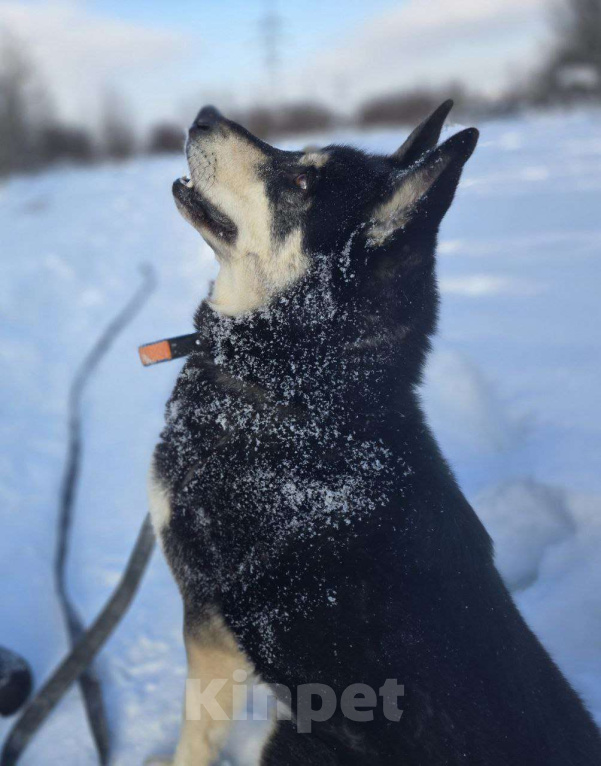 Собаки в Королеве: Малибу! Если вы в поисках не просто питомца, а настоящего друга, с которым хоть на край света Девочка, Бесплатно - фото 5