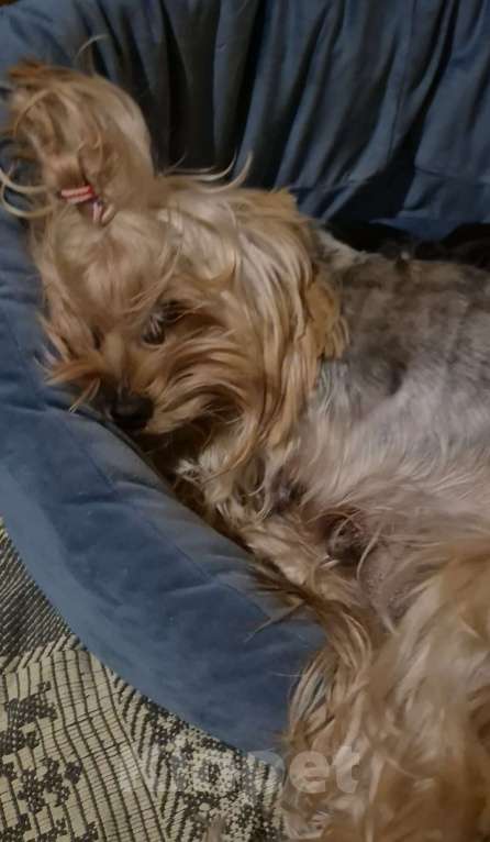 Собаки в Владикавказе: Йорк Мальчик, 30 000 руб. - фото 5