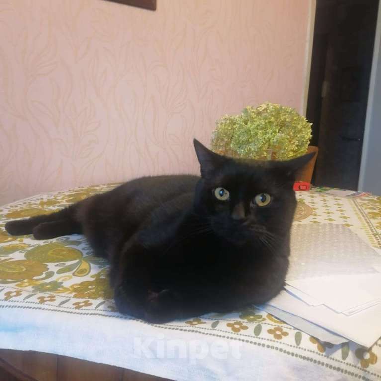 Кошки в Москве: Срочно нужно отдать в хорошие руки Мальчик, Бесплатно - фото 5