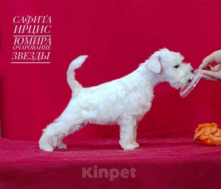 Собаки в Омске: Цвергшнауцер щенок белый Разнополые, Бесплатно - фото 3