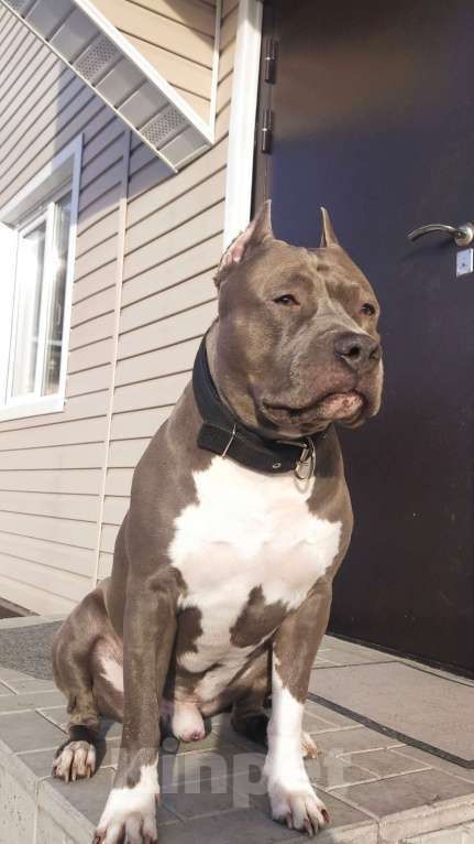 Собаки в Новосибирске: Открыты для резерва голубые аст Мальчик, 90 000 руб. - фото 6