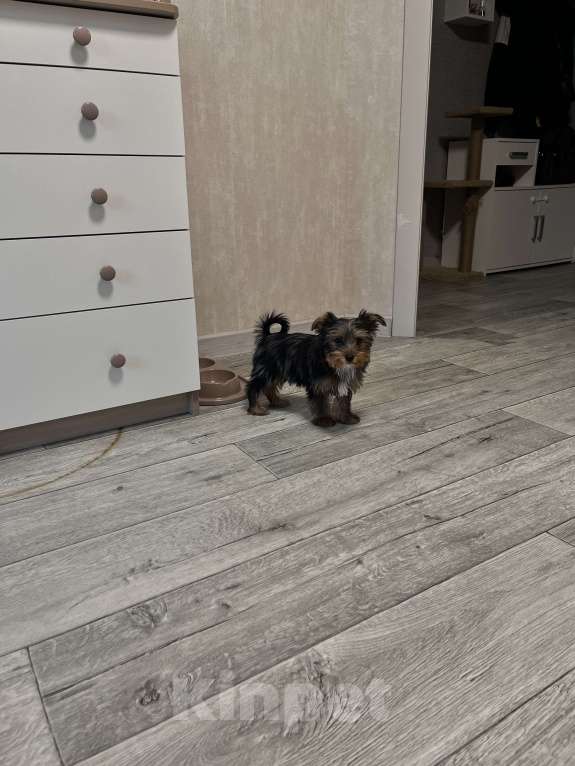 Собаки в Казани: Йоркширский терьер Мальчик, 40 000 руб. - фото 4