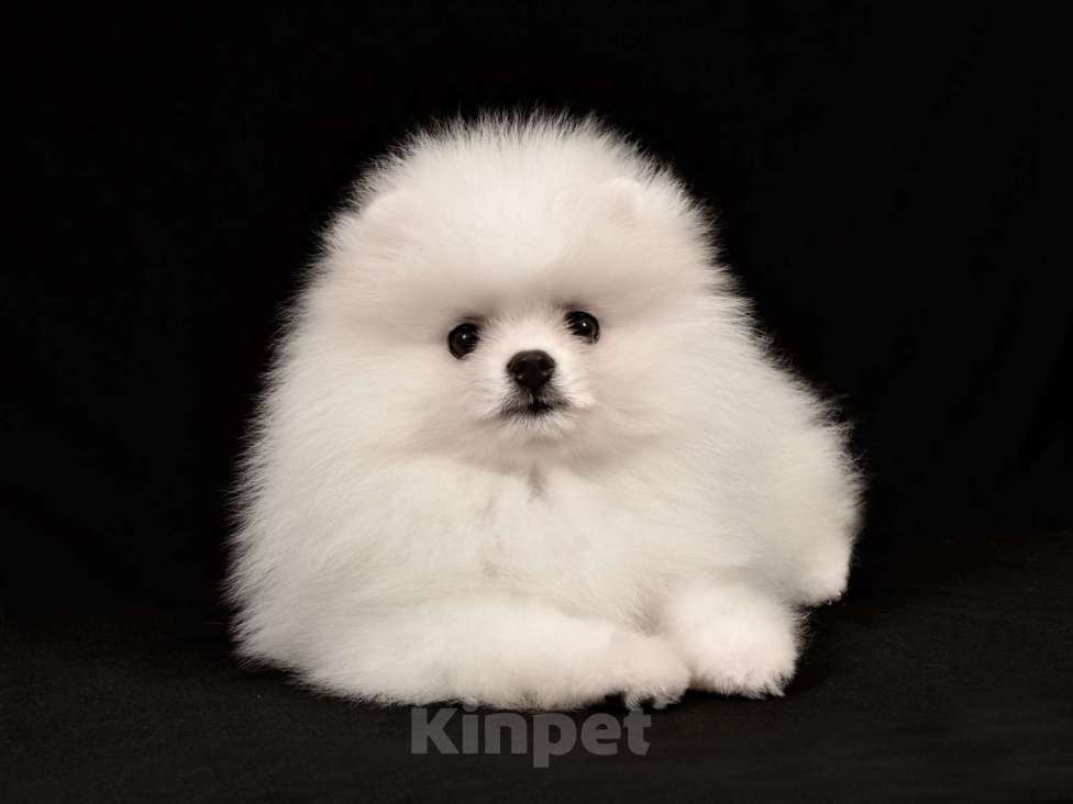 Собаки в Москве: Померанский шпиц мини мальчик Мальчик, 30 000 руб. - фото 5