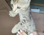 Кошки в Похвистнево: Срочно ищет дом найдёныш котёнок- девочка Девочка, Бесплатно - фото 1