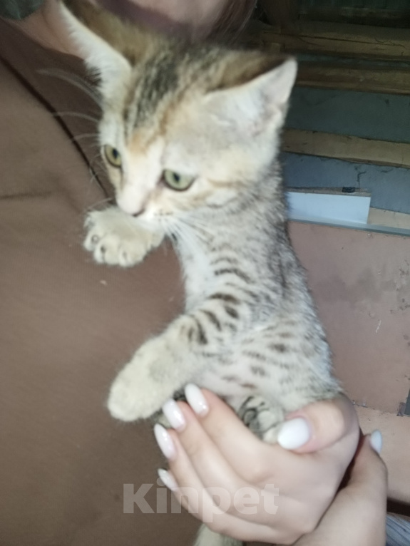 Кошки в Похвистнево: Срочно ищет дом найдёныш котёнок- девочка Девочка, Бесплатно - фото 1