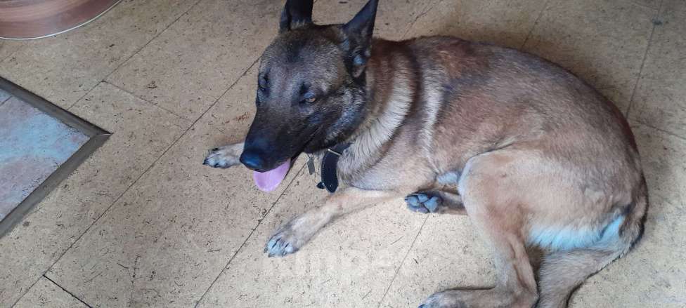 Собаки в Москве: отдам овчарку малинуа в заботливые руки Мальчик, Бесплатно - фото 1