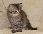 Кошки в Калининграде: Серебристые пупсы Мальчик, 30 000 руб. - фото 6