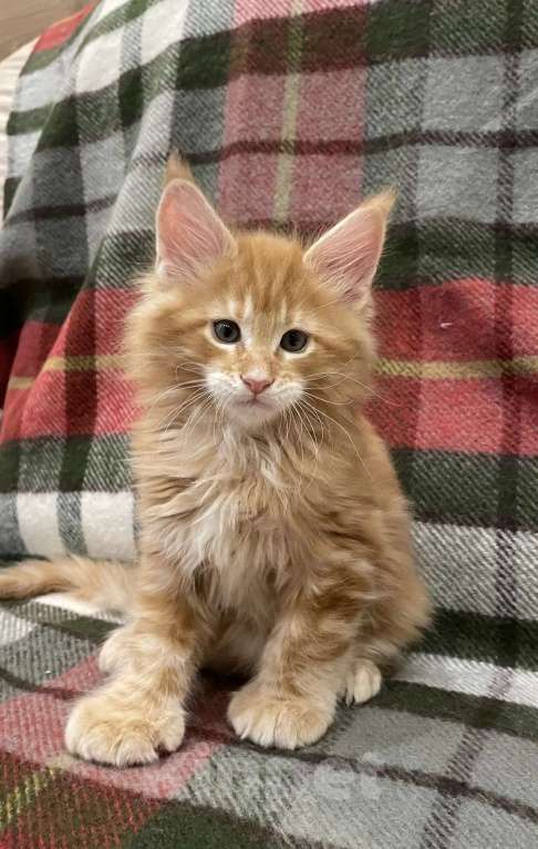 Кошки в Москве: Мейн кун полидакт  Мальчик, 45 000 руб. - фото 2