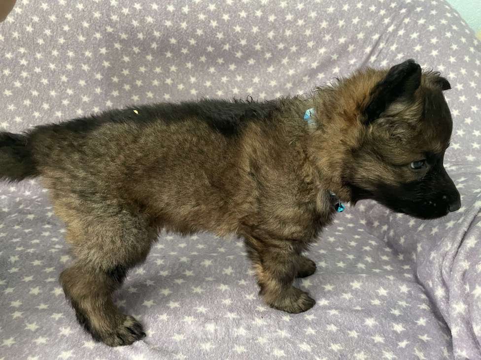 Собаки в Орле: Щенки немецкой овчарки рабочего разведения Разнополые, 50 000 руб. - фото 3