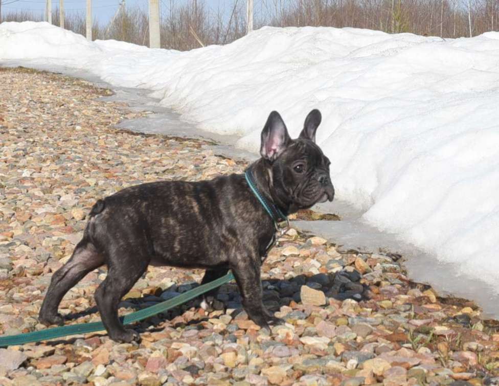 Собаки в Москве: Тигровый мальчик Мальчик, 45 000 руб. - фото 4