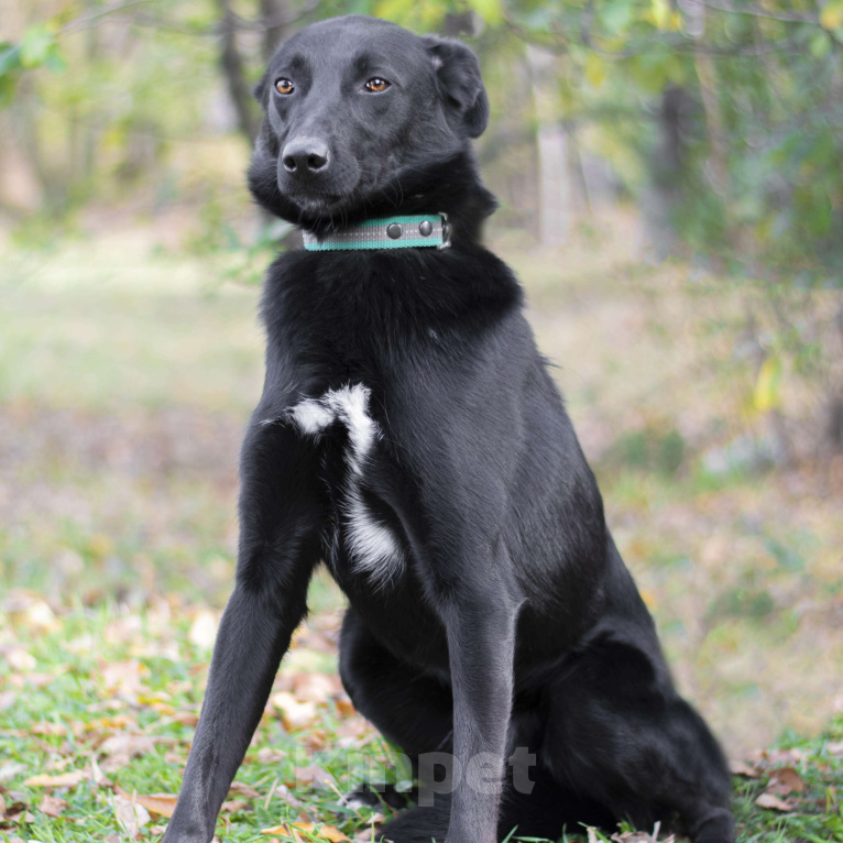 Собаки в Москве: Чилл Мальчик, Бесплатно - фото 2