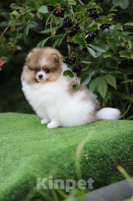 Собаки в Санкт-Петербурге: Шпиц девочка Девочка, 40 000 руб. - фото 2