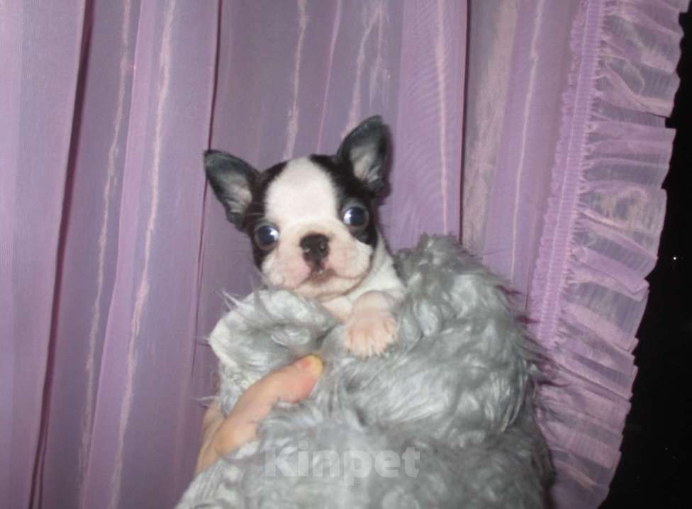 Собаки в Пскове: Щенки бостон терьера Мальчик, 50 000 руб. - фото 8