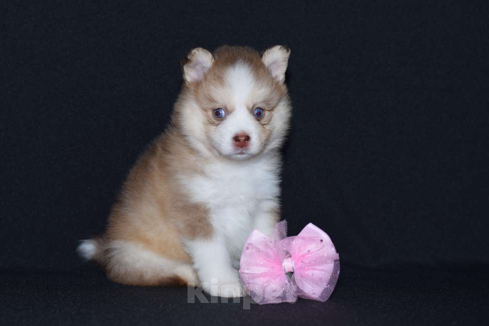 Собаки в Краснодаре: Девочки Помски F4  Девочка, 200 000 руб. - фото 4