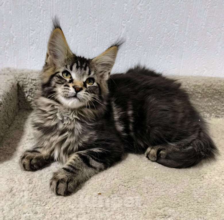 Кошки в Санкт-Петербурге: Кот мейн-кун Мальчик, 65 000 руб. - фото 4