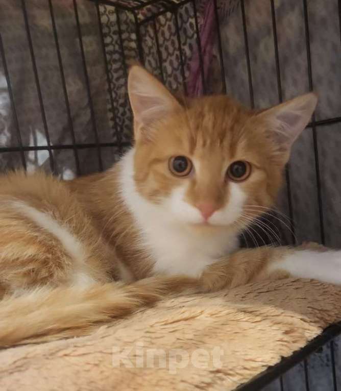 Кошки в Москве: Рыжие котята в добрые руки Мальчик, 1 руб. - фото 5