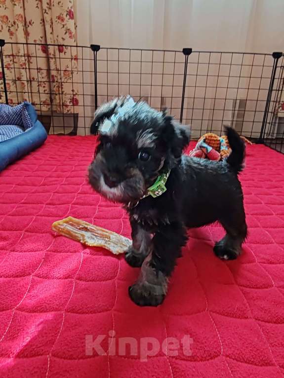Собаки в Москве: Щенки цвергшнауца окраса черный с серебром. Разнополые, Бесплатно - фото 6