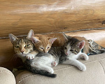 Кошки в Видном: Отдам в руки чудесных котят от домашней кошечки! Мальчик, 1 руб. - фото 3