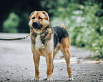 Собаки в Москве: Алабай Самир в добрые руки, Бесплатно - фото 2