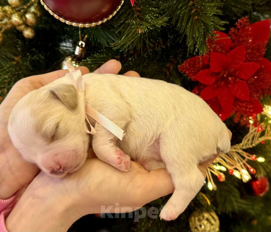 Собаки в других городах Воронежской области: Девочка  Девочка, 15 000 руб. - фото 1
