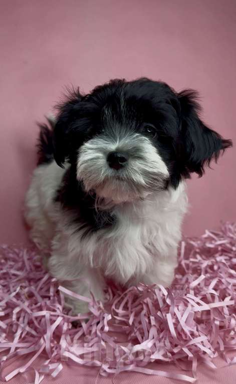 Собаки в Москве: Мальтипу- девочка. Девочка, Бесплатно - фото 3