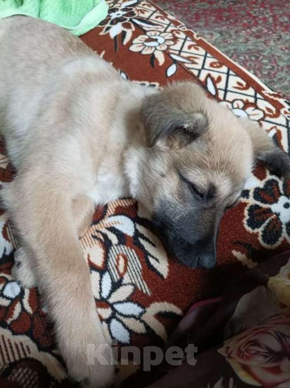 Собаки в других городах Краснодарского края: В добрые руки Девочка, 100 руб. - фото 1