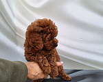Собаки в Новосибирске: Щенок мальчик той/мини Мальчик, Бесплатно - фото 6