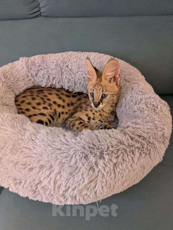 Кошки в Санкт-Петербурге: Элитная кошка Девочка, 300 000 руб. - фото 2