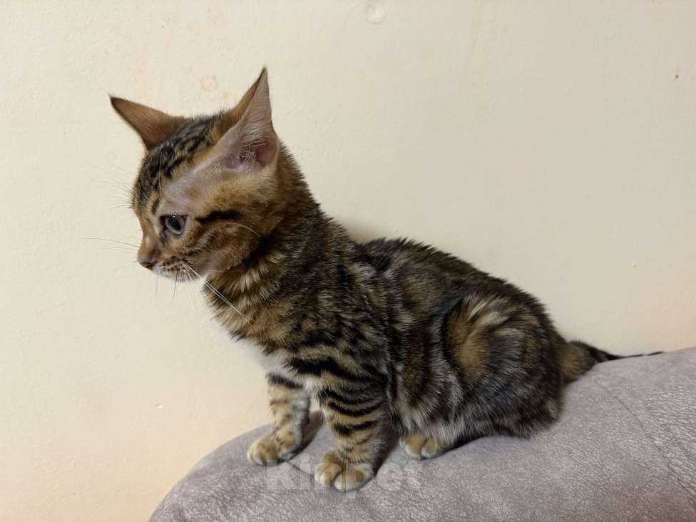 Кошки в Москве: Бенгальский котенок Девочка, 30 000 руб. - фото 2