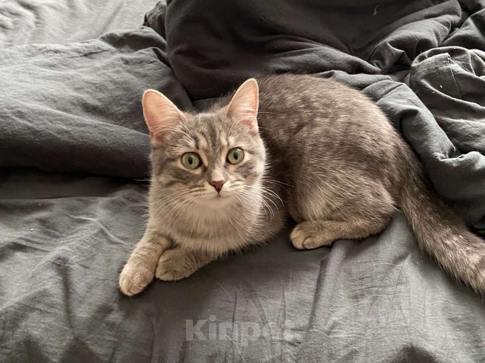 Кошки в Уфе: Жутик Девочка, Бесплатно - фото 2