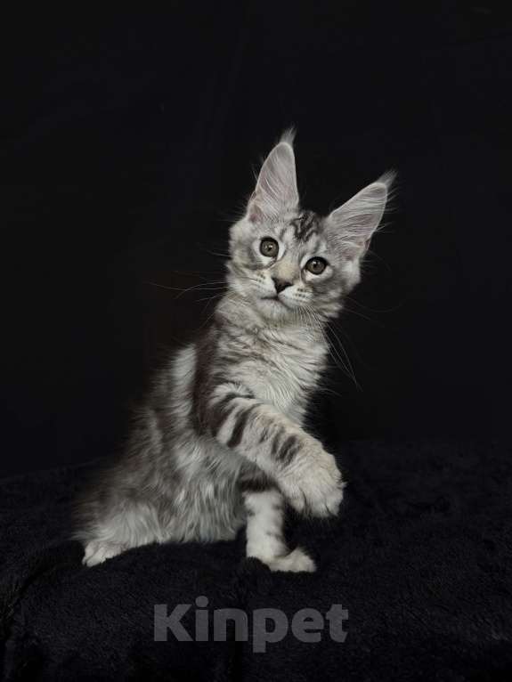 Кошки в Москве: Мейн-кун котенок Девочка, 60 000 руб. - фото 3