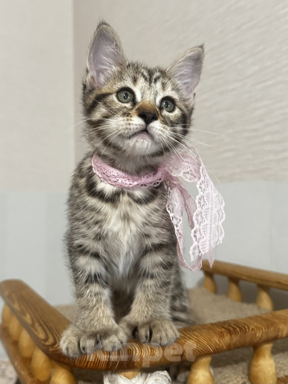 Кошки в Новосибирске: Пиксибоб полилапы КШ Девочка, 100 000 руб. - фото 3