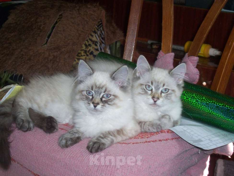 Кошки в Севастополе: Невский Маскарадный котенок Мальчик, 20 000 руб. - фото 1