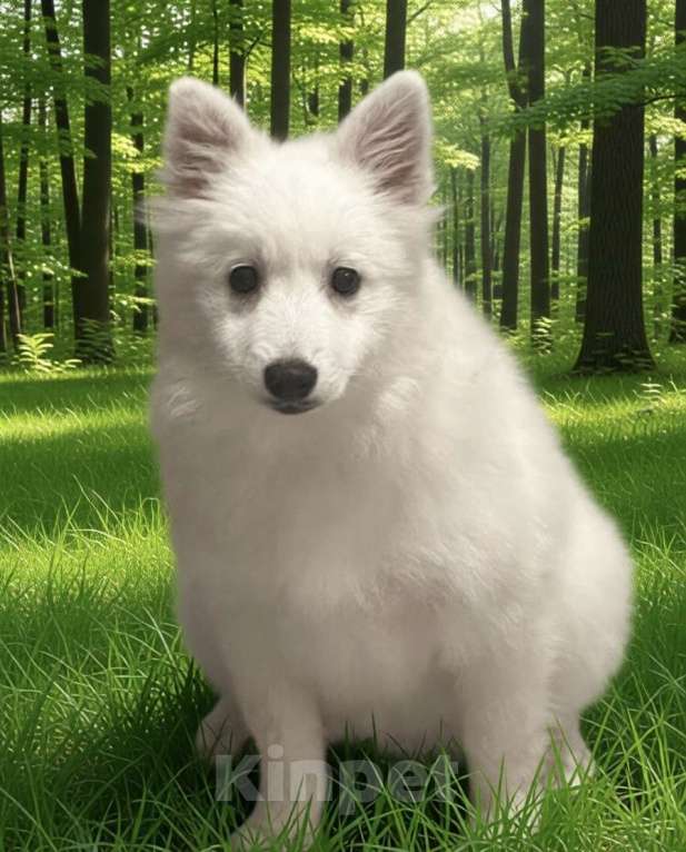 Собаки в Москве: Японский шпиц Мальчик, 50 000 руб. - фото 2