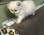 Кошки в Саке: Кошечка!!! Девочка, 25 000 руб. - фото 3