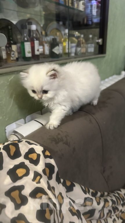 Кошки в Саке: Кошечка!!! Девочка, 25 000 руб. - фото 3