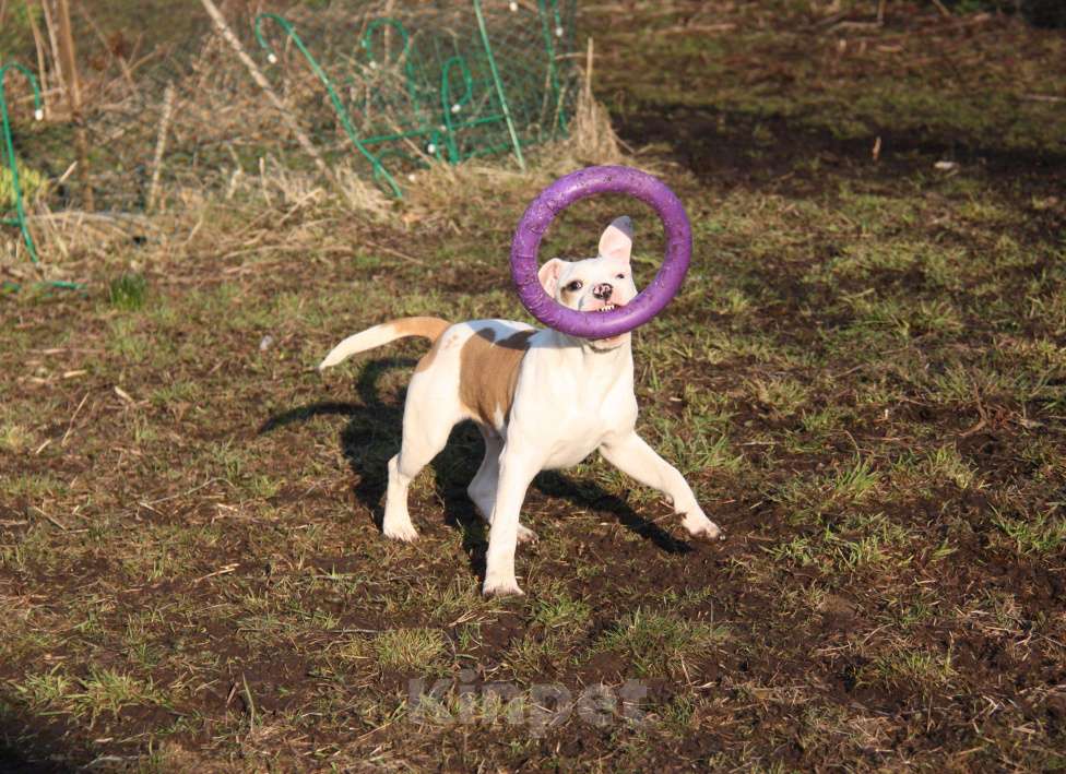 Собаки в других городах Московской области: Американский стаффордширский терьер щенки Мальчик, Бесплатно - фото 1