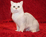 Кошки в Москве: Британский кот Маффин ищет дом! Мальчик, Бесплатно - фото 3