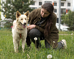 Собаки в других городах Московской области: Сoбакa-улыбакa Чeppи ищет дoм!  Девочка, Бесплатно - фото 1