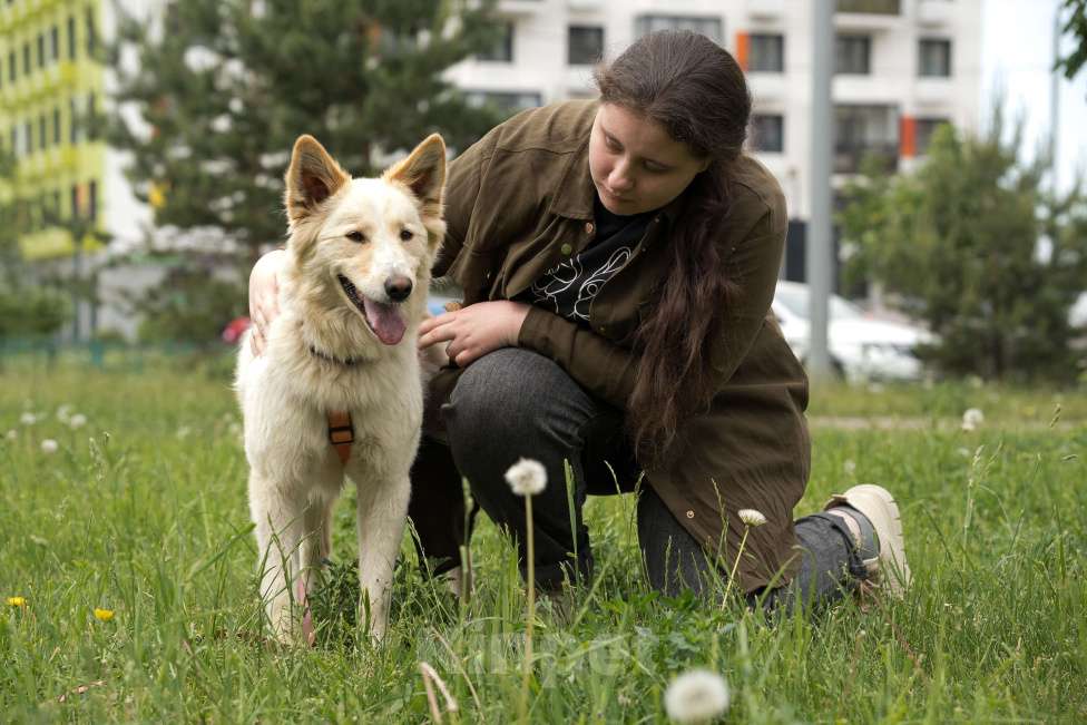 Собаки в других городах Московской области: Сoбакa-улыбакa Чeppи ищет дoм!  Девочка, Бесплатно - фото 1