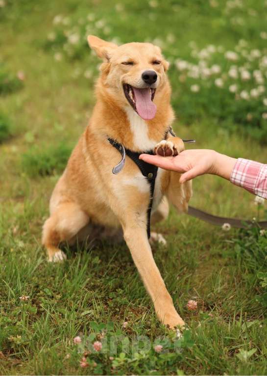 Собаки в Москве: Рыжая маленькая лисичка Фокси в добрые руки Девочка, 1 руб. - фото 7