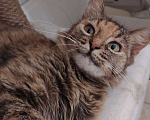 Кошки в Тамбове: Аня ищет свою любовь Девочка, Бесплатно - фото 2