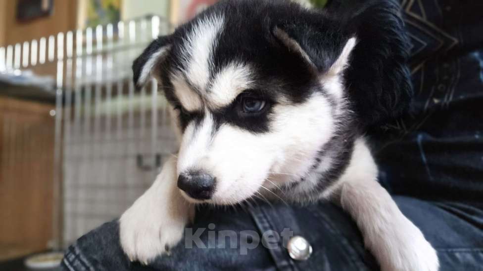 Собаки в Воронеже: Феона Северная мечта Девочка, 9 500 руб. - фото 2