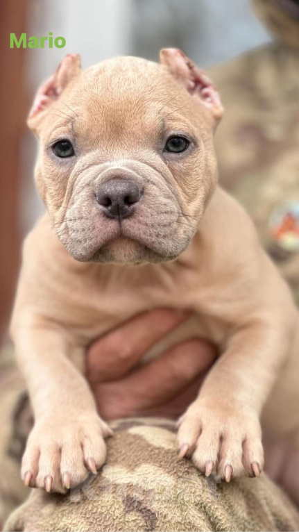 Собаки в Москве: Мальчик Американского булли Мальчик, 130 000 руб. - фото 2