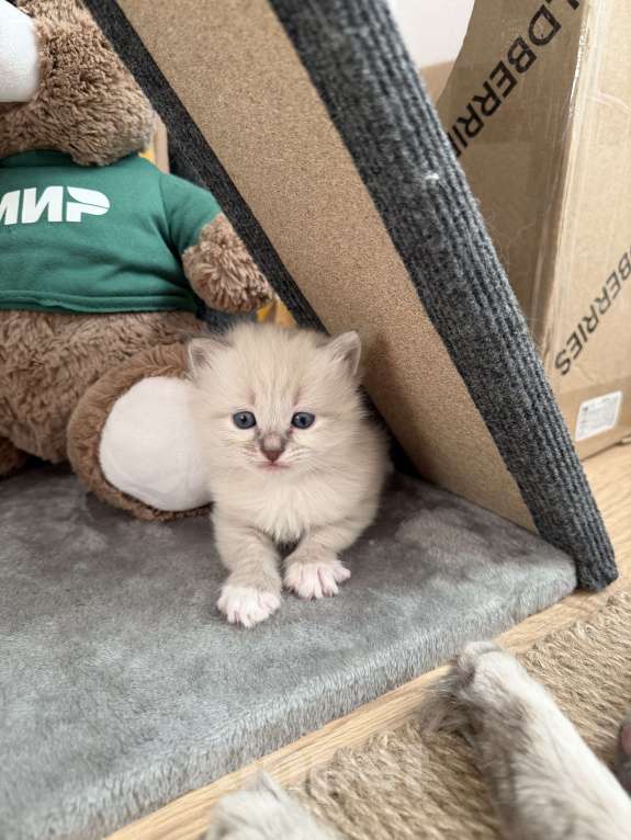 Кошки в Санкт-Петербурге: Невские маскарадный котята Мальчик, 27 000 руб. - фото 7