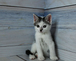 Кошки в Щелково: Котенок ищет семью Мальчик, Бесплатно - фото 5