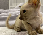 Кошки в Краснодаре: Ориентальный котенок Девочка, Бесплатно - фото 7