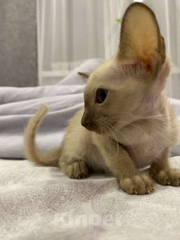 Кошки в Краснодаре: Ориентальный котенок Девочка, Бесплатно - фото 7