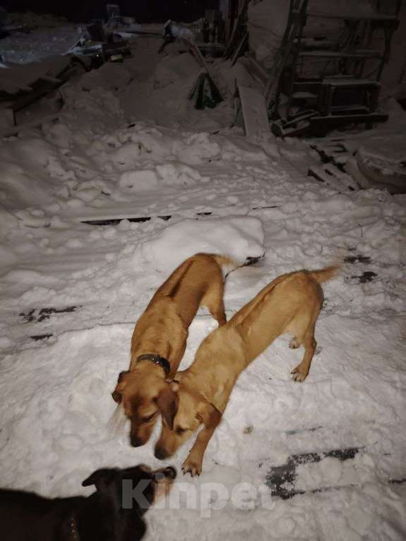 Собаки в Новосибирске: Пристрой. Нужны родители двум малышкам, РИДЖБЕКИ Девочка, 1 000 руб. - фото 2
